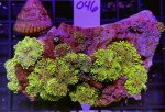 9177D776-0C86-4AA8-AE96-BA068F310518.jpeg