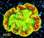 590.jpg