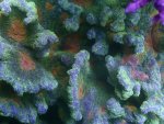 IMG_0558.jpeg