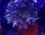 IMG_0551.jpeg