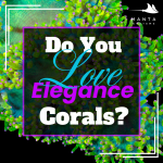 Elegance Corals.png