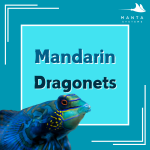 Mandarin.png