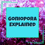Goniopora.png