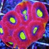 Epic Corals