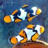 BooyahsReef