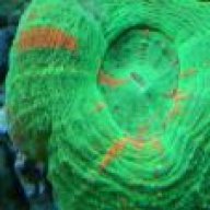 Stonefish13