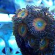 KushCorals