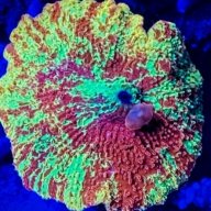 Coral Man