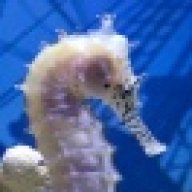 Seahorse Whisperer