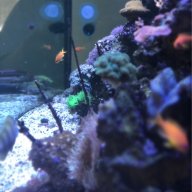 Fishtank101