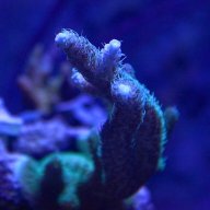 Reefscubed