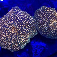 Funky’s Reef