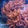 coral guy