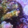 coral reeftank