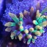 Rainbow Reef Corals
