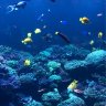 MarineLifeAquatics
