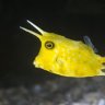 Cowfish